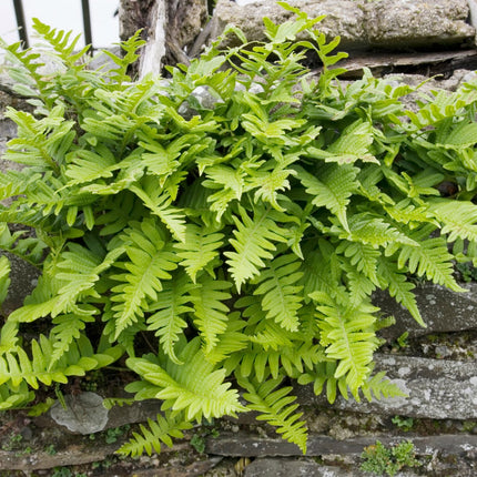 Polypodium vulgare Farn – 12 Pflanzen – Ø9cm – Höhe 10-25cm – Immergrüner Gartenfarn – Winterhart – Für Schattenbeet, Unterpflanzung & Naturgarten