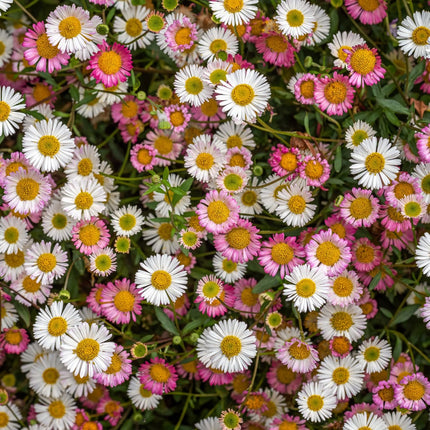 Erigeron karvinskianus Mexikanisches Gänseblümchen – 48 Pflanzen Ø9cm – Höhe 10-25cm – Dauerblühende Staude für Beete Mauern Töpfe Balkon – winterhart pflegeleicht bienenfreundlich