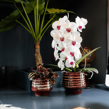Übertopf Moonstone Burgundy Ø9cm – eleganter Keramik Blumentopf in Burgundrot – fein geschichtete Glasur mit dezentem Glanz