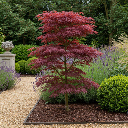 Japanischer Ahorn – Acer palmatum 'Trompenburg' – 2 Pflanzen – ca. 70cm hoch – Ø19cm – dunkelviolette Blätter – Balkon – & Gartenpflanze