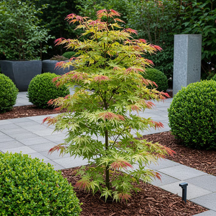 Japanischer Ahorn – Acer palmatum 'Phoenix' – 2 Pflanzen – 70cm hoch – Ø19cm – leuchtend rot – orange – Balkon – & Gartenpflanze