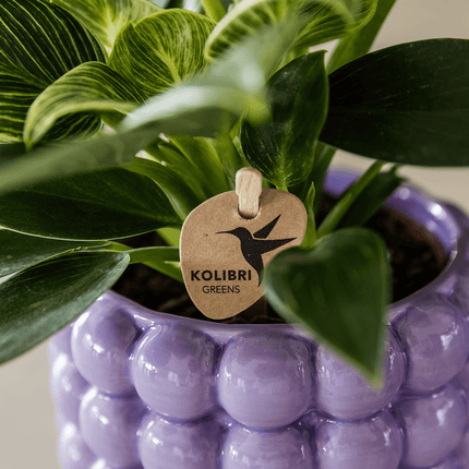 Ziertopf Poppy – Purple – Ø9cm – Moderner Keramik Blumentopf in glänzendem Violett – Stilvoller Übertopf für Zimmerpflanzen, Sukkulenten & Orchideen