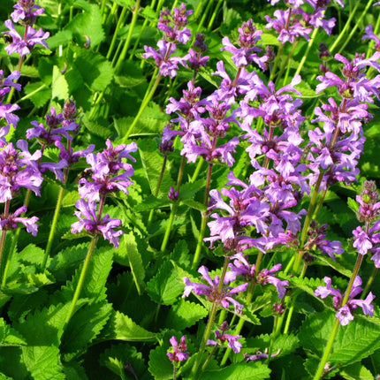 Stachys monieri Hummelo – 24 Pflanzen Ø9cm – Höhe10-25cm – Rosa Blütenstaude für Beet & Präriegarten – Bienenfreundlich winterhart – Pflegeleichte Flächenstaude
