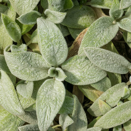 Stachys byzantina Silver Carpet – 12 Pflanzen – Ø9cm – Höhe 10-25cm – Winterharte Bodendecker Staude – Silberlaub