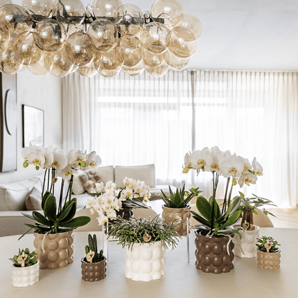 Ziertopf Cotton – Weiß – Ø6cm – Blumentopf mit matter Oberfläche – Pflanztopf aus der Slow Living Kollektion – Für kleine Pflanzen & Orchideen