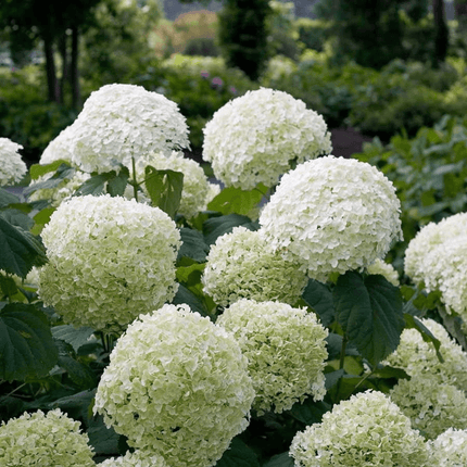 Hortensie – Hydrangea arborescens 'Strong Annabelle' – Ø19cm ↕30cm – Winterharte Gartenpflanze mit großen weißen Blüten