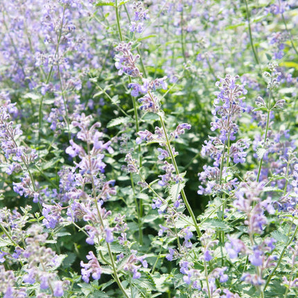 Nepeta faassenii Katzenminze – 48 Pflanzen – Ø9cm – Höhe 10-25cm – Lavendelblaue Sommerblüte – Winterharte Staude für Beet, Rabatte & Flächenpflanzung