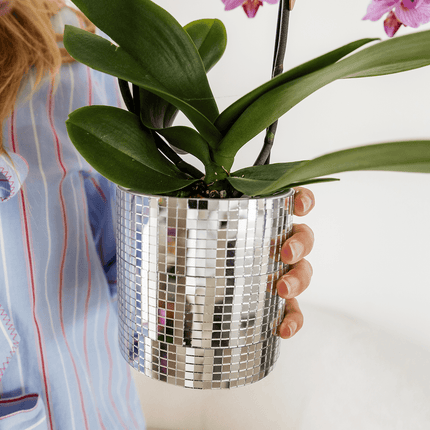 Violette Vienna Orchidee im Disco Übertopf Ø9cm – blühende Zimmerpflanze frisch vom Züchter