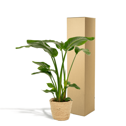 Baum – Strelitzie – Strelitzia Nicolai – Zimmerpflanze Ø19cm ↕90cm im dekorativen Korb Selin – Luftreinigende Tropenpflanze für Wohnzimmer & Büro