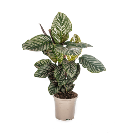 Korbmarante Calathea Ornata Sanderiana – Ø17cm – ca. 40-50cm hoch – Zimmerpflanze mit pink gestreiften Blättern – Für Wohnzimmer & Büro