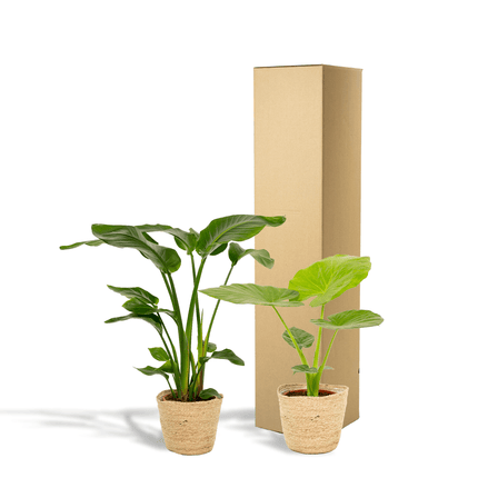 Baum – Strelitzie Strelitzia Nicolai + Alocasia Macrorrhiza + Seegras – Korb Selin – Zimmerpflanzen – Set – Ø19cm – Höhe 70-85cm
