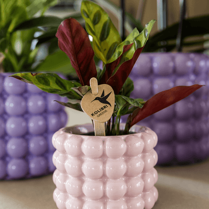 Ziertopf Poppy – Pink – Ø6cm – Kleiner Keramik Blumentopf in glänzendem Rosaton – Stilvoller Übertopf für Mini-Zimmerpflanzen, Sukkulenten & Kakteen