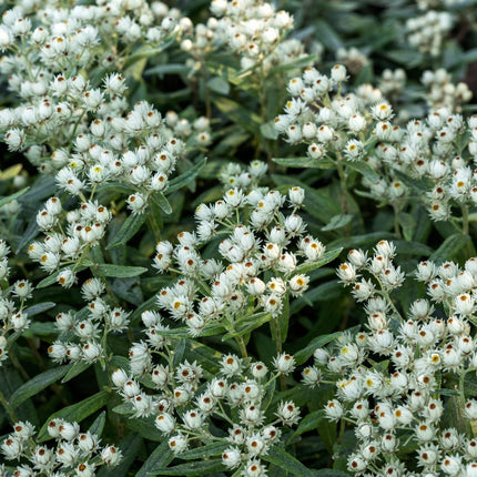 Perlkörbchen Anaphalis triplinervis – 6 Pflanzen Silberstaude mit weißen Blüten – 10-25cm – Ø9cm – Winterharte Staude für sonnige Beete & Steingarten