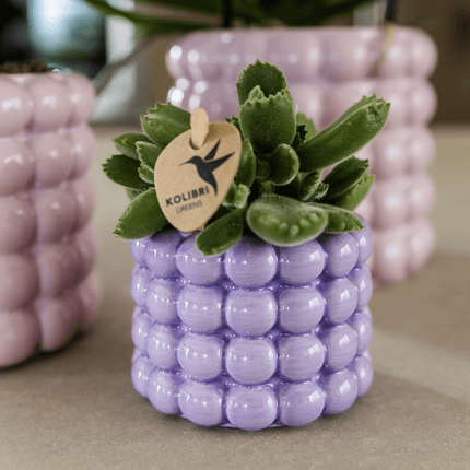 Ziertopf Poppy – Purple – Ø6cm – Kleiner Keramik Blumentopf in glänzendem Violett – Stilvoller Übertopf für Mini-Zimmerpflanzen, Sukkulenten & Kakteen