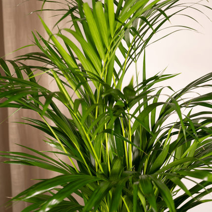 Areca – Palme – Dypsis lutescens – Ø17cm x ↕70cm – Goldpalme als tropische Zimmerpflanze – Luftreinigend, pflegeleicht & dekorativ