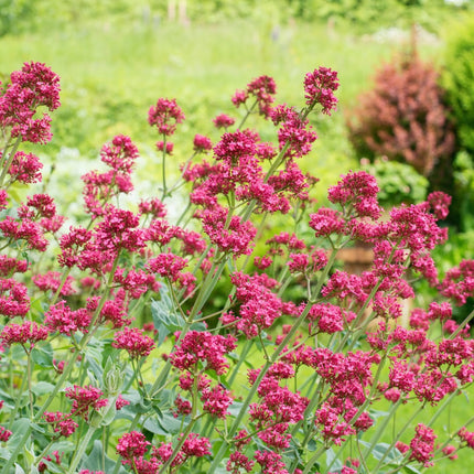 Rote Spornblume Centranthus ruber ‘Coccineus’ – 48 Pflanzen – Sommerblühende Staude – 10-25cm – Ø9cm – Bienenfreundlich für sonnige Beete