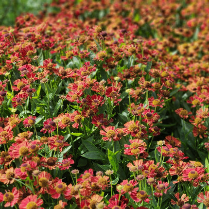 Helenium Moerheim Beauty – 60 Pflanzen – Ø9cm – Höhe 10-25cm – Sonnenbraut Staude – Gelb Orange Sommerblüher