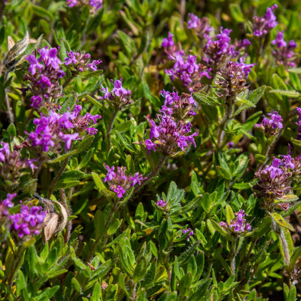 Thymus serpyllum Pflanzenset – 6 kräftige Sand – Thymian Pflanzen Ø9cm – Duftender Bodendecker für sonnige Standorte