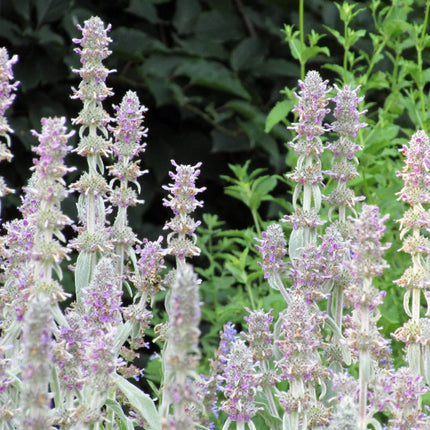 Stachys byzantina Silver Carpet – 6 Pflanzen – Ø9cm – Höhe 10-25cm – Winterharte Bodendecker Staude – Silberlaub