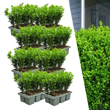 Buchsbaum – Buxus NewGen Freedom – 48 Pflanzen – ca. 15cm hoch – Ø7cm – kompakt & schnittverträglich – winterharte Immergrüne