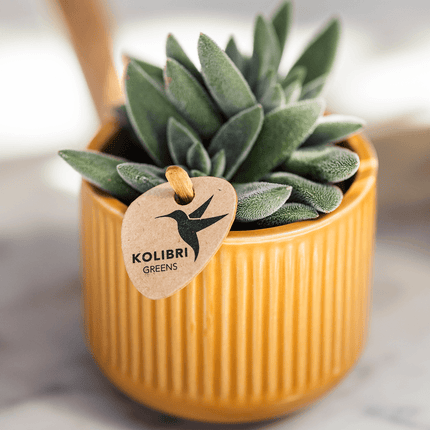 Dekotopf Flare ocker Ø6cm – Mini Blumentopf mit Rillenmuster – runder Retro – Übertopf im 70er – Design – Zimmerpflanzen