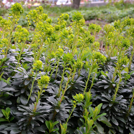 Euphorbia amygdaloides Robbiae – 48 Pflanzen Ø9cm – Höhe 10-25cm – Immergrüner Bodendecker für Schatten & Halbschatten – Gelbgrüne Frühjahrsblüte