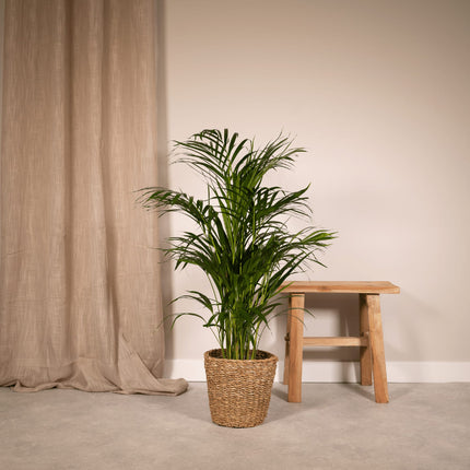 Areca – Palme – Dypsis lutescens – Ø17cm x ↕70cm – Goldpalme als tropische Zimmerpflanze – Luftreinigend, pflegeleicht & dekorativ