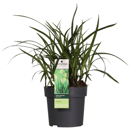 Carex morrowii 'Irish Green' – Immergrünes Ziergras – Ø19cm ↕40cm – Robuste Gartenpflanze für Sonne & Schatten