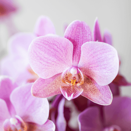 Orchideen Überraschungsbox – 2 Orchideen – 9cm – Pflanzen – Vorteilsbox – frische Lieferung direkt vom Züchter