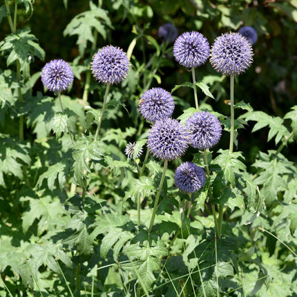 Kugeldistel Echinops ritro – 60 Pflanzen – Blaue Blütenkugeln – 10-25cm – Ø9cm – Trockenheitsresistente Staude für sonnige Beete