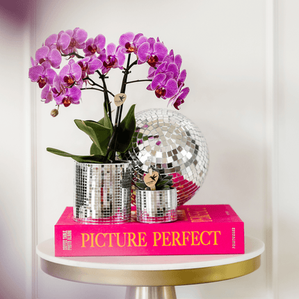 Phalaenopsis Orchideen Wien – 2 Orchideen – Ø9cm – Dunkelrosa/Violett blühende Multiflora Orchideen – Zimmerpflanzen – Frisch vom Züchter