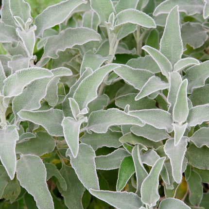 Stachys byzantina – 6 Pflanzen – Ø9cm – Höhe 10-25cm – Winterharte Staude – Silberlaub Bodendecker – Trockenheitsresistent für Beet & Steingarten