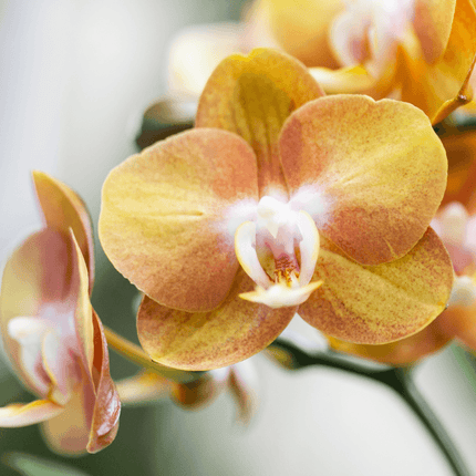 Phalaenopsis-Orchidee Las Vegas – 2 Pflanzen – Orange – Ø12cm – Zimmerpflanze mit 3-4 Blütenstielen – Edle Multiflora-Orchidee für Wohnung & Büro