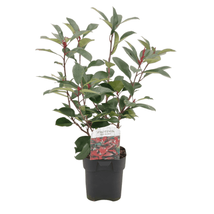 Photinia fraseri Red Robin – 6 Pflanzen für 1 laufenden Meter – Frasers Glanzmispel – Immergrüne Heckenpflanze im 17cm Topf – ca. 55cm hoch