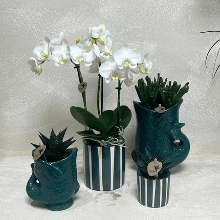 Set mit weißer Orchidee Amabilis & Sukkulenten – Blühende Zimmerpflanzen in keramischen Ziertöpfen Ø9cm & Ø6cm – Frisch vom Züchter