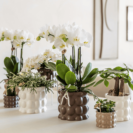 Ziertopf Cotton – Weiß – Ø9cm – Blumentopf mit matter Oberfläche – Pflanztopf aus der Slow Living Kollektion – Für kleine Zimmerpflanzen & Orchideen