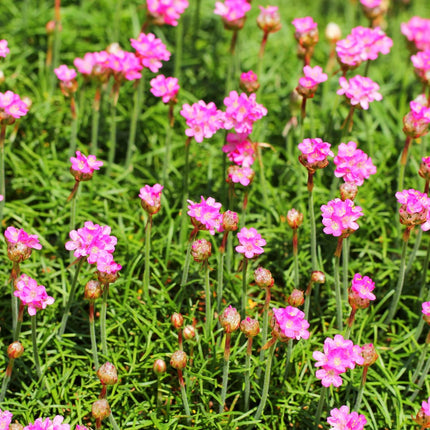 Grasnelke Armeria maritima ‘Splendens’ – 60 Pflanzen – 10-25cm – Ø9cm – Winterharte Staude mit rosa Blüten – Für sonnige Beete, Steingarten & Bordüren