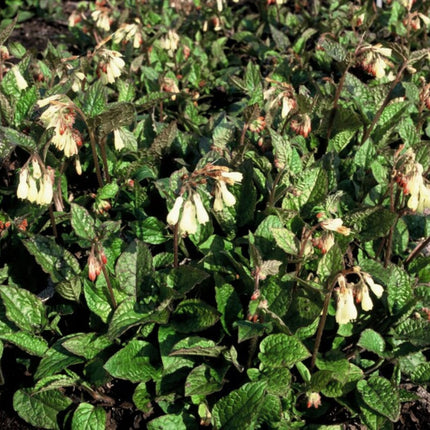 Symphytum grandiflorum – 12 Pflanzen Ø9cm – Höhe10-25cm – Frühblühender Bodendecker für Schatten & Halbschatten – Cremegelbe Blüten