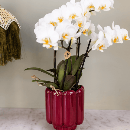 Übertopf Retro Shine rot Ø9cm – Blumentopf mit Blasenrelief – hochglänzender Retro – Übertopf im 70er – Design