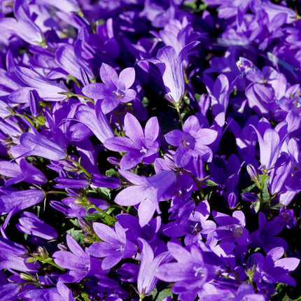Pfirsichblättrige Glockenblume Campanula persicifolia ‘Coerulea’ – 12 Pflanzen – 10-25cm – Ø9cm – Blaue Staude für Sonne & Halbschatten