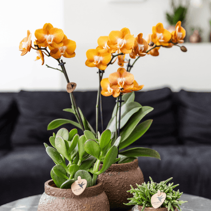 Phalaenopsis-Orchidee Las Vegas – 2 Pflanzen – Orange – Ø12cm – Zimmerpflanze mit 3-4 Blütenstielen – Edle Multiflora-Orchidee für Wohnung & Büro