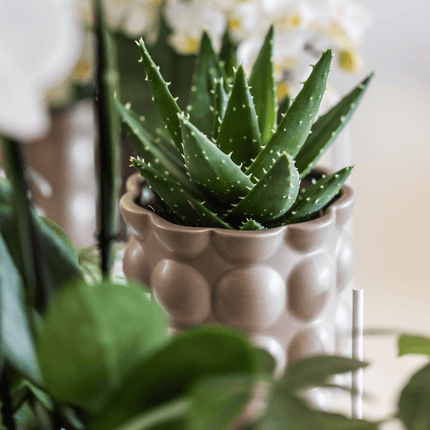 Topf Baumwolle – Sand – Ø9cm – Übertopf mit organischer Rillenstruktur – Keramik – Blumentopf für Orchideen & Zimmerpflanzen