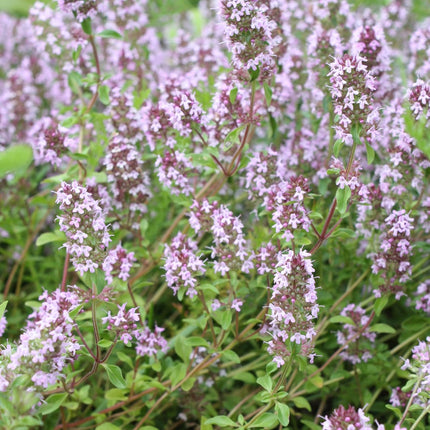 Thymus vulgaris Gartenthymian – 12 Pflanzen – Ø9cm – Höhe 10-25cm – Winterhartes Küchenkraut – Aromatisch