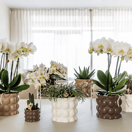 Ziertopf Cotton – Weiß – Ø9cm – Blumentopf mit matter Oberfläche – Pflanztopf aus der Slow Living Kollektion – Für kleine Zimmerpflanzen & Orchideen