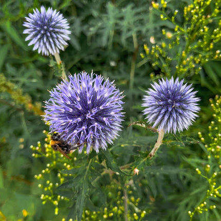 Kugeldistel Echinops ritro – 48 Pflanzen – Blaue Blütenkugeln – 10-25cm – Ø9cm – Trockenheitsresistente Staude für sonnige Beete