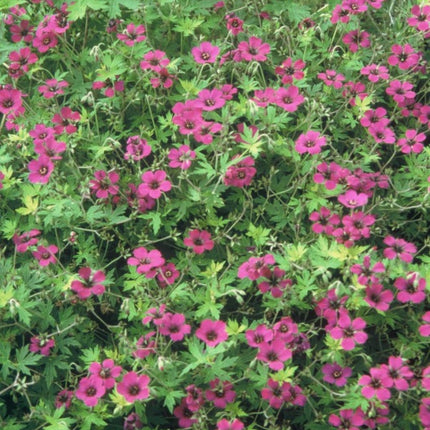 Geranium macrorrhizum Bevan's Variety – 24 Pflanzen – Ø9cm – Höhe 10-25cm – Winterharte Bodendecker Staude – Rosa Blüten – Pflegeleicht für Beet & Garten