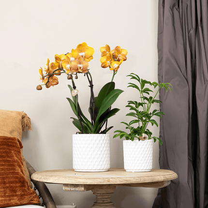 Phalaenopsis-Orchidee Las Vegas – 2 Pflanzen – Orange – Ø12cm – Zimmerpflanze mit 3-4 Blütenstielen – Edle Multiflora-Orchidee für Wohnung & Büro