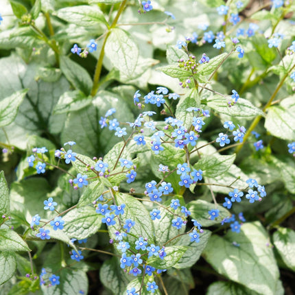Brunnera macrophylla Jack Frost – 60 Pflanzen Kaukasusvergissmeinnicht – 10-25cm – Ø9cm – Winterharte Schattenstaude mit silbernem Zierlaub