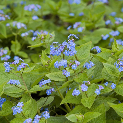 Kaukasisches Vergissmeinnicht Brunnera macrophylla – 12 Pflanzen– 10-25cm – Ø9cm – Winterharte Schattenstaude mit blauen Blüten – Bodendecker für Garten & Gehölzrand