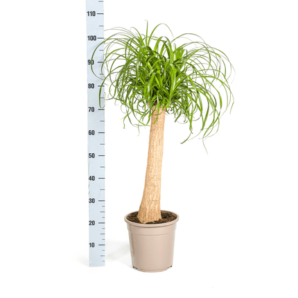 Beaucarnea Recurvata inkl. Naturkorb – Höhe 80-100cm – Ø24cm – Elefantenfuß Zimmerpflanze mit markantem Stamm
